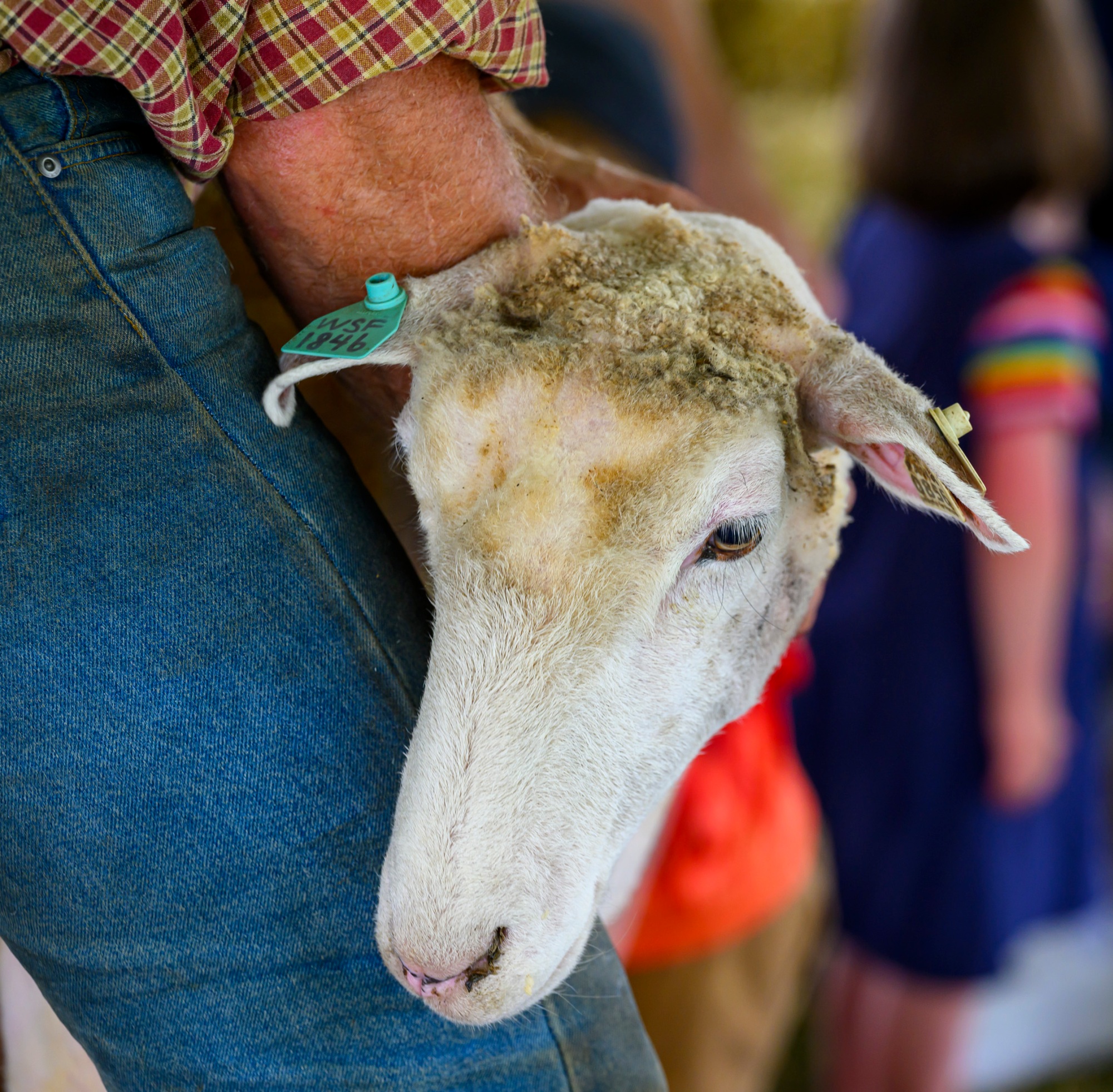 克里斯Stitzel持有他的一个羊是人们觉得新鲜的柔软的羊毛剪羊星期六,2023年7月1日在库茨敦库茨敦民间节日。库茨敦民间节日是美国最古老的持续经营民俗艺术节和贯穿7月9日,2023年。(4月Gamiz /早上电话)